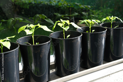 Young Pepper Plant Seedlings Growing in Tall Black Plastic Pots on a Windowsill