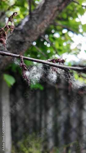 This is high-quality slow-motion footage focusing on a bare tree branch. Delicate white fluff and cobwebs are caught on the dry twigs, gently swaying. The background features blurred green foliage.