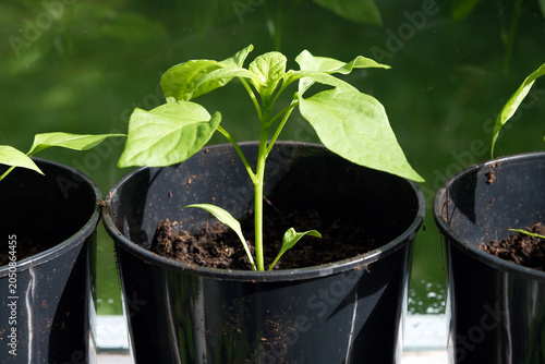 Close Up of Young Green Pepper Plant Seedling Growing in Black Plastic Pot on a Windowsill