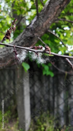 This is high-quality slow-motion footage focusing on a bare tree branch. Delicate white fluff and cobwebs are caught on the dry twigs, gently swaying. The background features blurred green foliage.