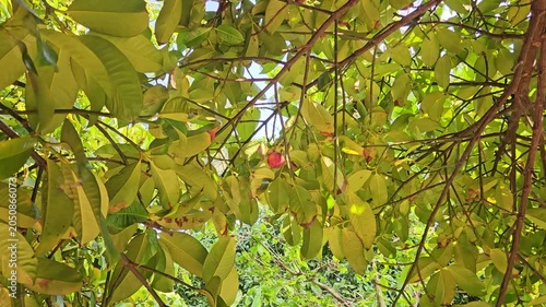 A ripe mangosteen fruit hanging on a tropical tree branch under bright sunlight.