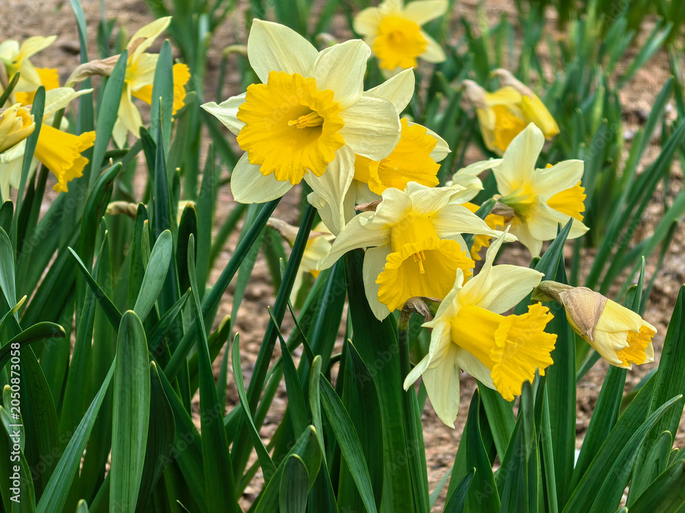 Obraz premium Yellow Trumpet Daffodils Blooming in Spring Garden