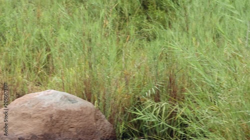 Doe Klipspringer antelope leaps off rock and bounds into tall grass