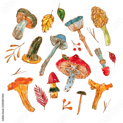 Hand drawn mushrooms set. Illustration for fabric und textile design, wallpaper, packaging, food design, menu design, decoration.