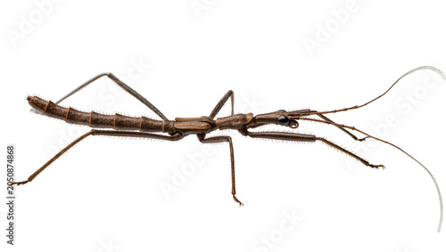 Quadro su tela Brown stick insect with long antennae and legs