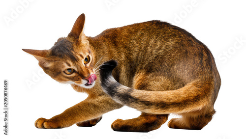 Fotografie Abyssinian cat licking its tail with pink tongue visible