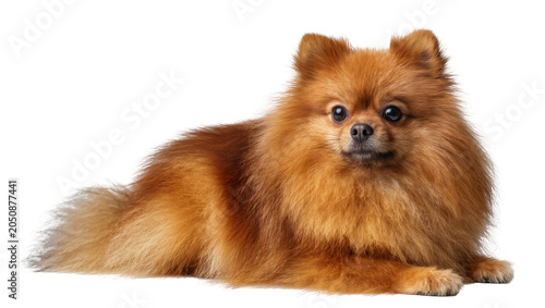 Foto Fluffy orange Pomeranian dog lying down