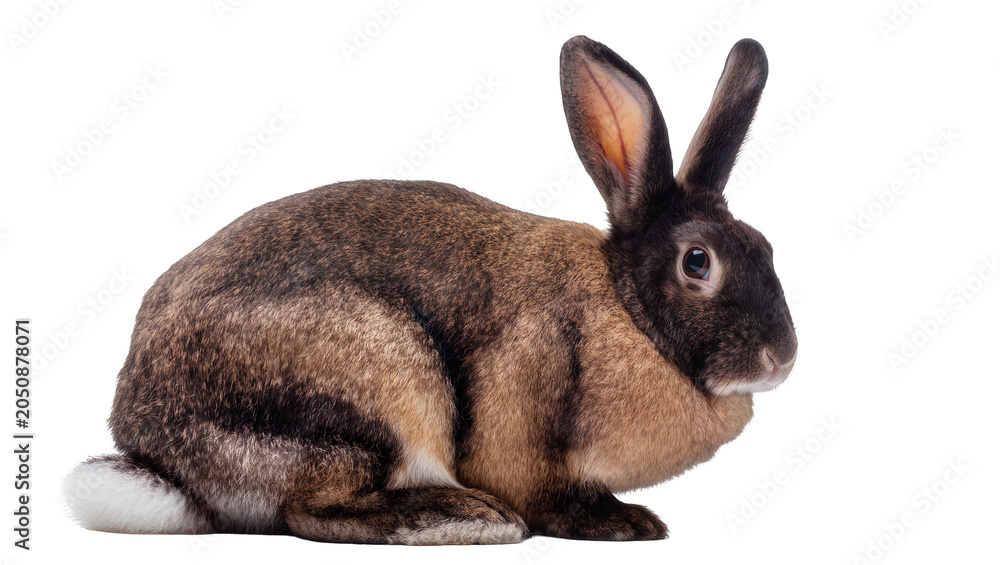 Obraz premium Brown and black rabbit with long ears sitting