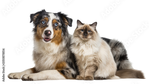 Картината върху платно Australian Shepherd dog and Ragdoll cat sitting together