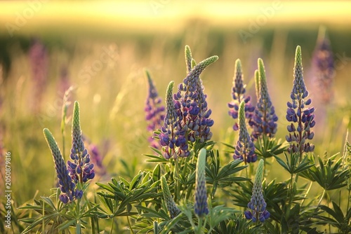 Wild lupine - Lupinus perennis in a meadow during sunset.