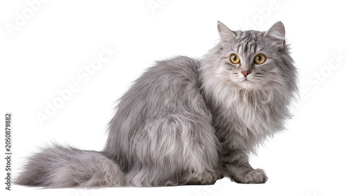 Photos Fluffy grey tabby cat with yellow eyes sitting
