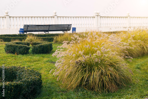 Fotografie Lush ornamental grass and manicured bushes in a serene park setting