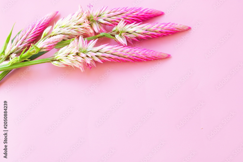 Fototapeta premium Pink Celosia Wildflowers On Pastel Pink Background With Copy Space
