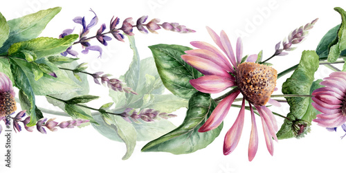 Photos Echinacea and sage seamless border watercolor illustration