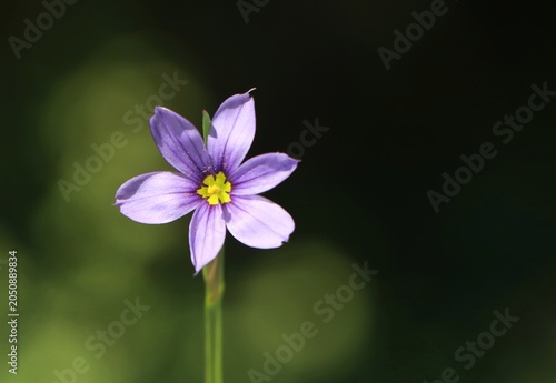 Tableau sur toile Sisyrinchium angustifolium (narrow-leaf blue-eyed-grass) blooming in a meadow