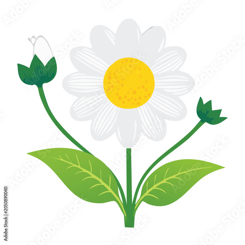 Flat illustration of a daisy flower with buds and leaves