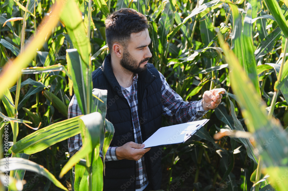 Obraz premium Agronomist inspecting corn plants in field