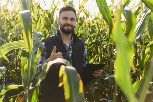 Fotografie Farmer inspecting cornfield giving successful thumbs up