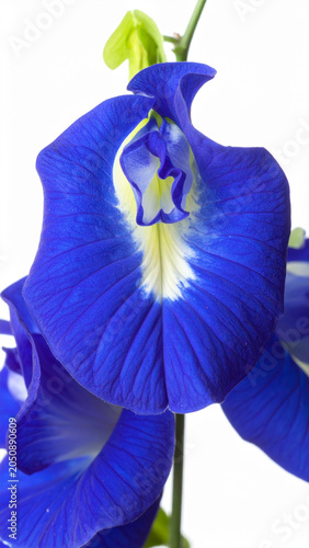 blue iris flower on green background