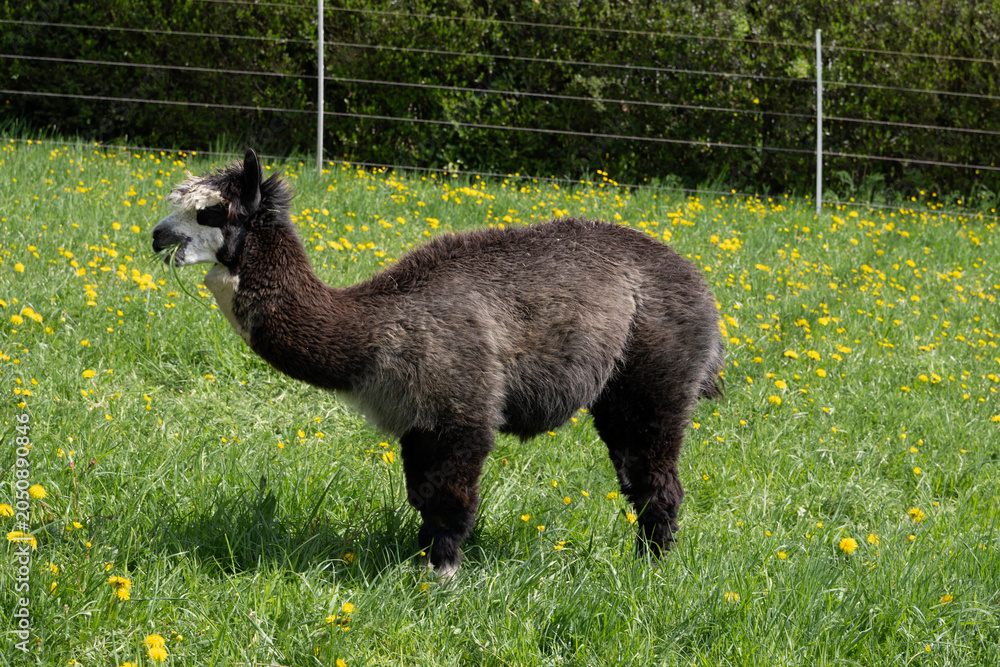 Fototapeta premium alpaka tier natur lama