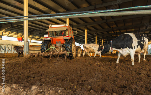 Принти на полотні Tractor clearing cow manure inside modern dairy farm barn