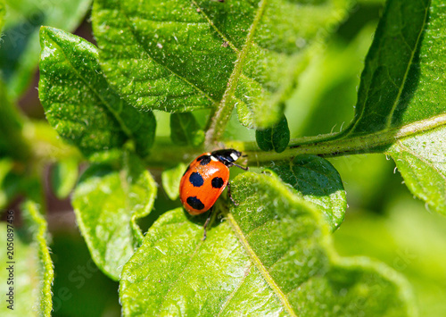 A vivid seven-spot ladybug on a fresh green potato leaf in the garden.