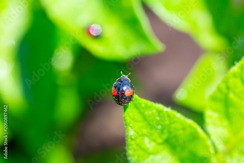A vivid seven-spot ladybug on a fresh green potato leaf in the garden.