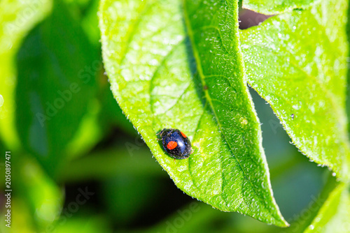 A vivid seven-spot ladybug on a fresh green potato leaf in the garden.