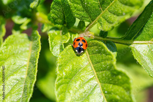 A vivid seven-spot ladybug on a fresh green potato leaf in the garden.