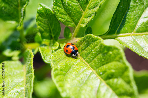 A vivid seven-spot ladybug on a fresh green potato leaf in the garden.