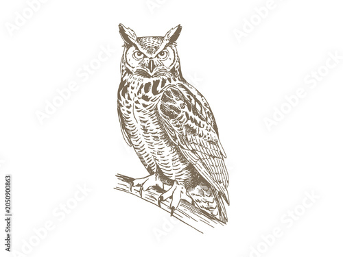 Принти на полотні Vintage Great Horned Owl, Hand Drawn Engraving Style Wildlife Illustration