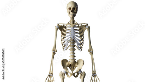 Foto Human skeleton torso and arms front view