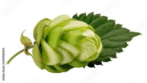 Green hop cone with leaf and stem