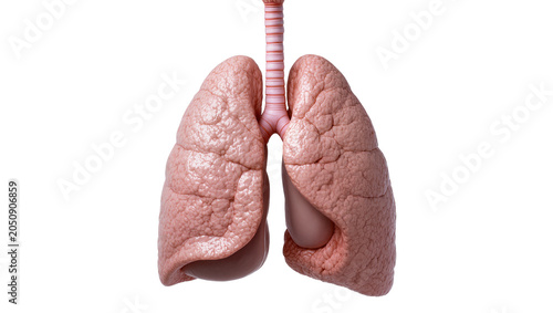 Foto Human Lungs and Trachea Anatomy