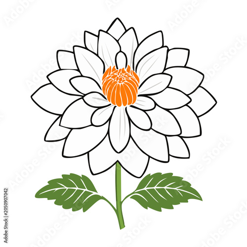 White dahlia flower with orange center and green leaves