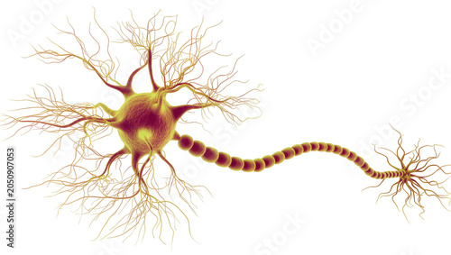 Картината върху платно Neuron cell body with dendrites and axon with myelin sheath