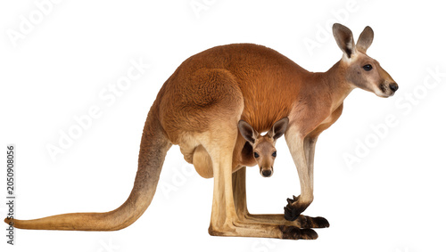 Cuadro en lienzo Red kangaroo mother with joey in pouch