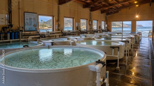 A coastal hatchery with rows of water tanks containing tiny fish fry in a clean, organized facility.