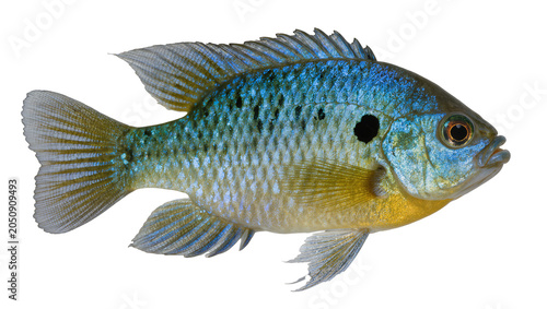 Bluegill sunfish with iridescent scales and black spot