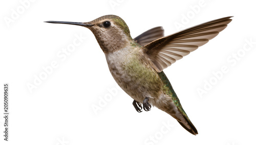 Foto Hummingbird with outstretched wings in flight, green and brown feathers