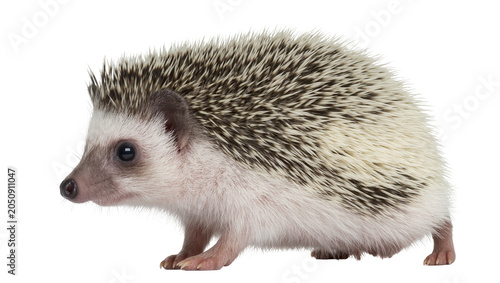 Bild auf Leinwand African pygmy hedgehog with spiny fur and soft belly