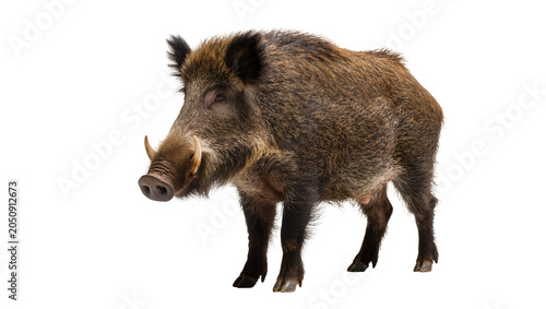 Foto Wild boar with tusks and coarse fur