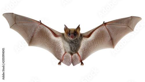 Furry bat with spread wings and visible veins