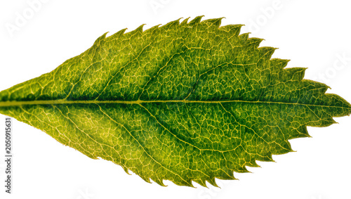 Quadro em tela Green leaf with prominent veins and serrated edges