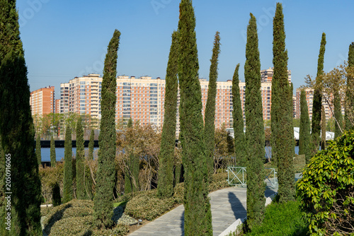 Picturesque landscape with slender evergreen Cupressus sempervirens trees in public landscape city park Krasnodar or Galitsky. Residential area with modern buildings in background