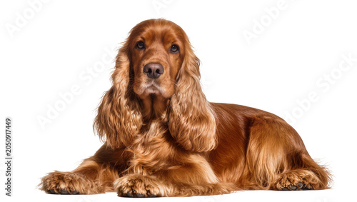 Fotografía English Cocker Spaniel dog lying down brown coat, long ears