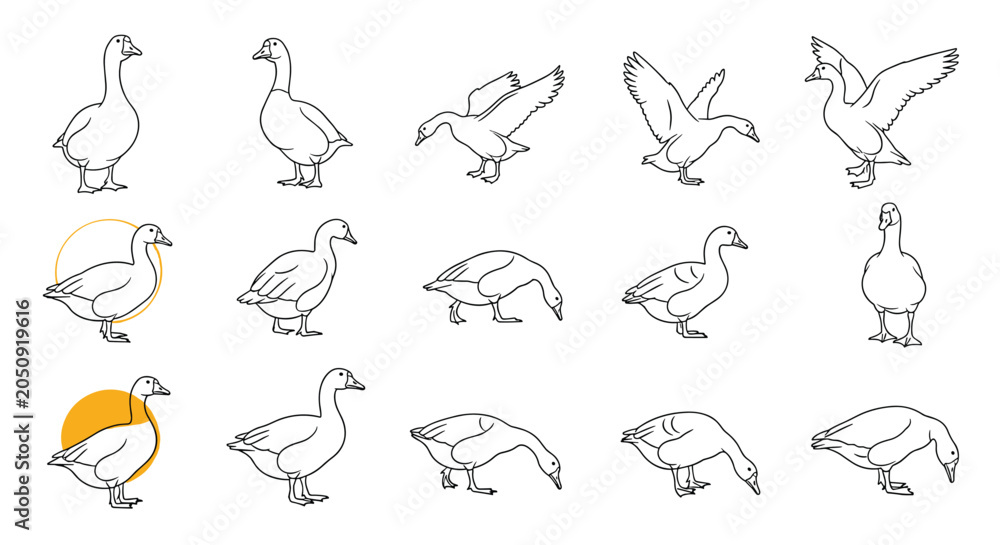 Obraz premium Sheet of black and white line art sketches depicting geese in multiple natural poses and movements for art.
