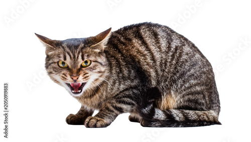 Slika na platnu Tabby cat snarling with mouth open and sharp teeth visible
