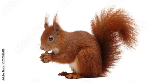 Tableau sur toile Red squirrel eating a nut with bushy tail and tufted ears
