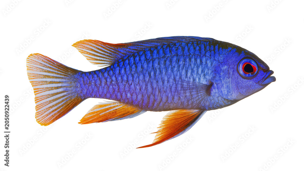 Fototapeta premium Vibrant blue fish with orange fins and red eyes